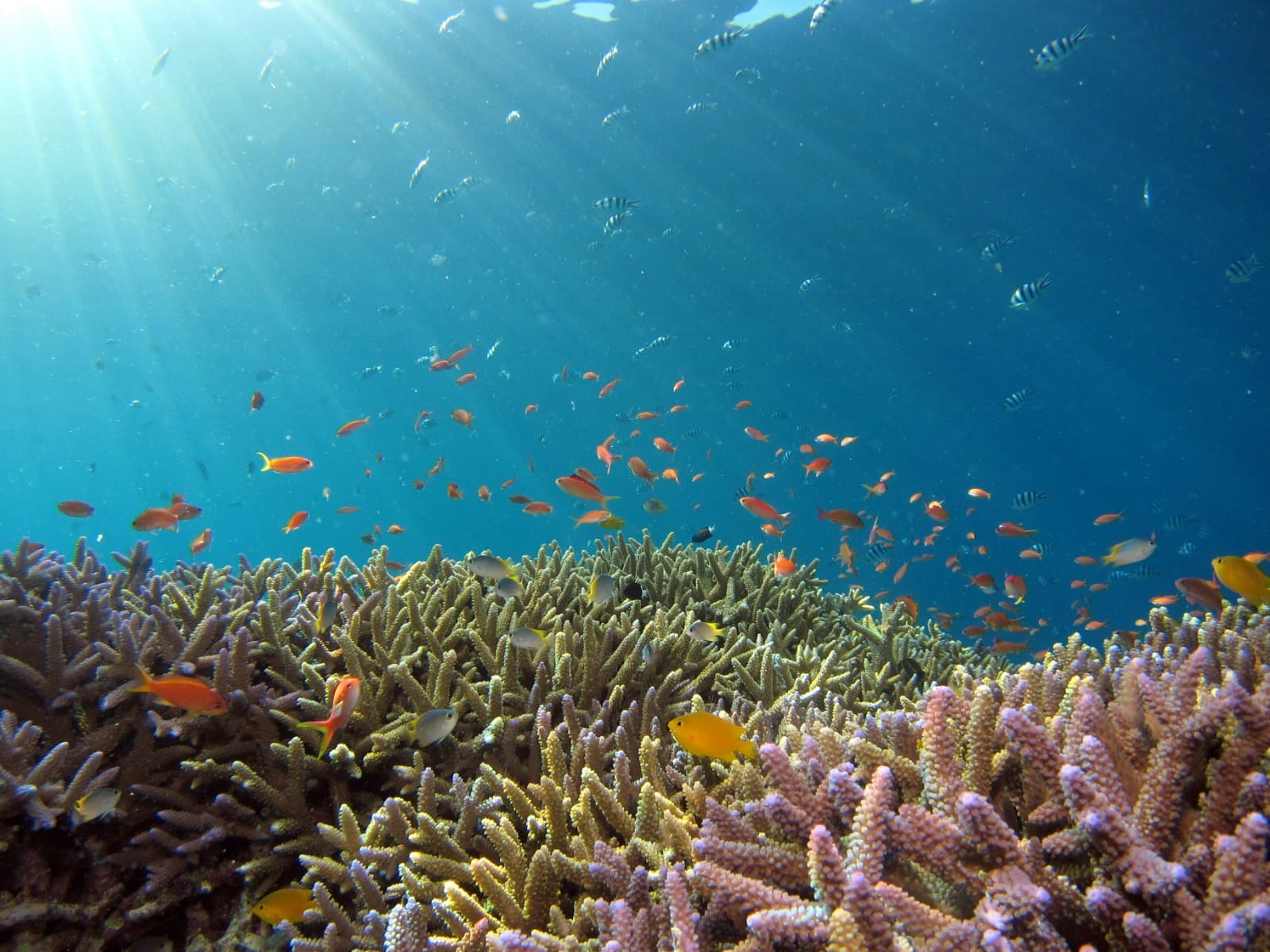 Snorkeling service